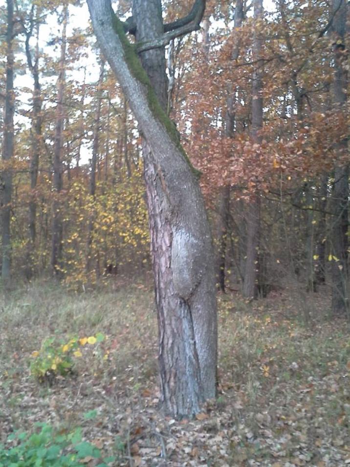 Foto – pstryk … – Czy to walc…?