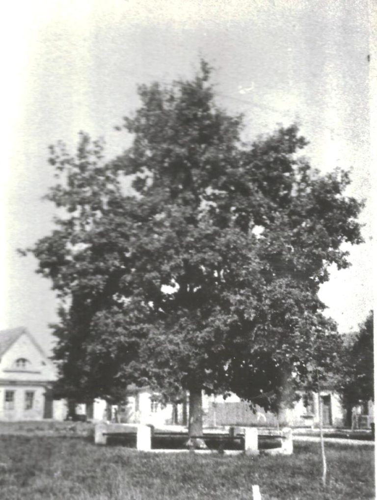 Dawno temu w … Tuliszkowie – Dąb Niepodległości