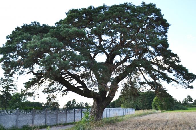 Pomnikowa sosna otrzymała imię Celestyna