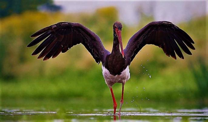 Trzeci Fotograf Amator Roku