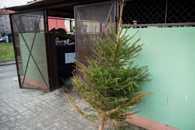 W Turku trwa odbiór choinek