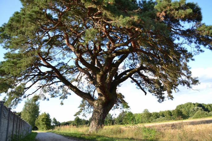Sosna Celestyna powalczy o tytuł Drzewo Roku 2019