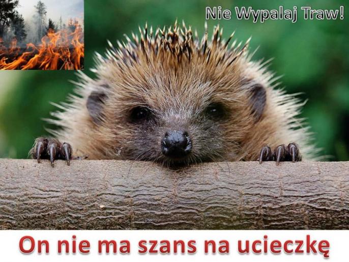 Policja przypomina – wypalanie traw jest niedozwolone!