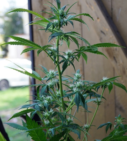 Zatrzymany za uprawę konopi