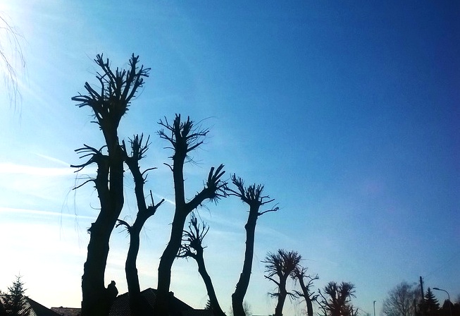 APEL DO WŁADZ MIASTA  O LEPSZĄ OPIEKĘ NAD TERENAMI ZIELONYMI  W KONINIE