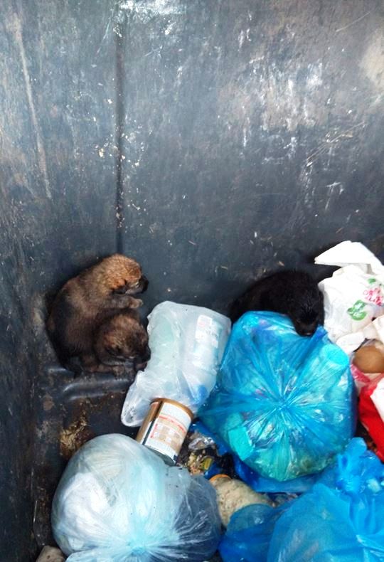 Czytelnicy piszą … – Bez sumienia