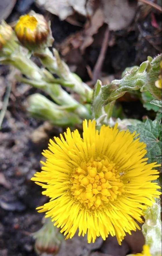 Nowalijki leśniczego