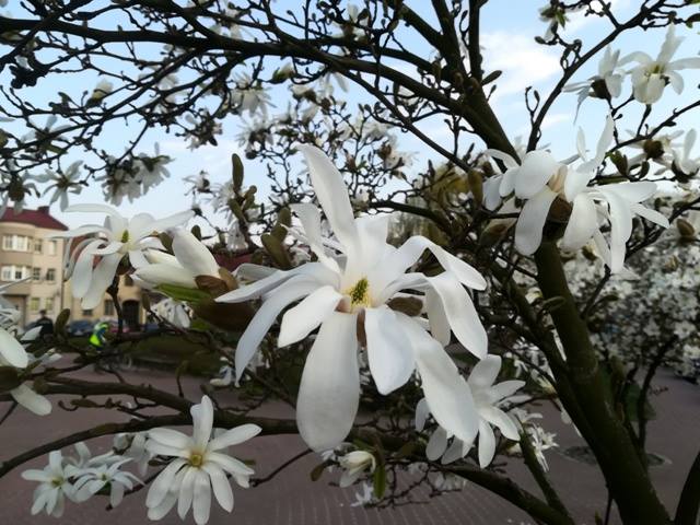 Foto – pstryk … A w Starym Koninie ….