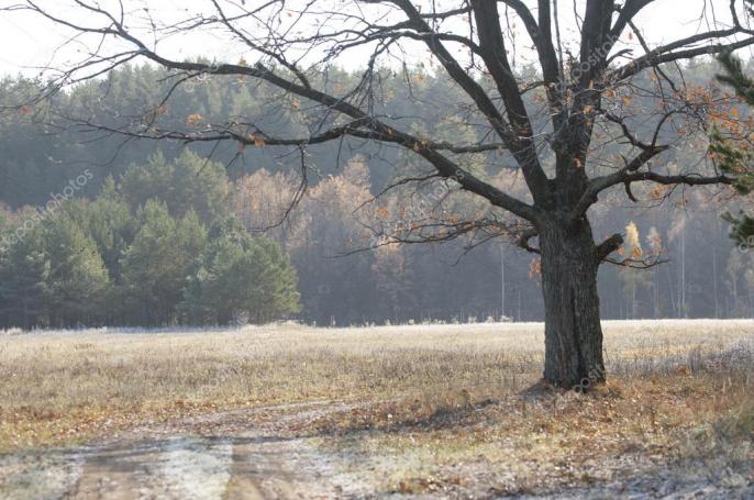 Ostrzeżenie meteorologiczne – Przymrozki