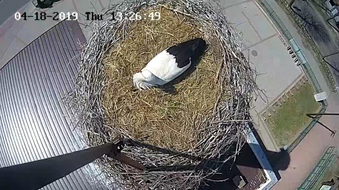 Perypetie naszego Władusia