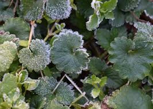 OSTRZEŻENIE METEOROLOGICZNE — PRZYMROZKI