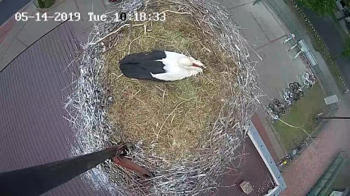 Z życia bocianiej rodziny