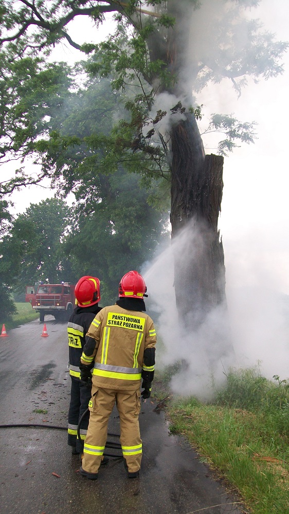 Płonące drzewo.