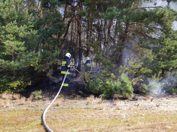 Pożar lasu w miejscowości Kazubek