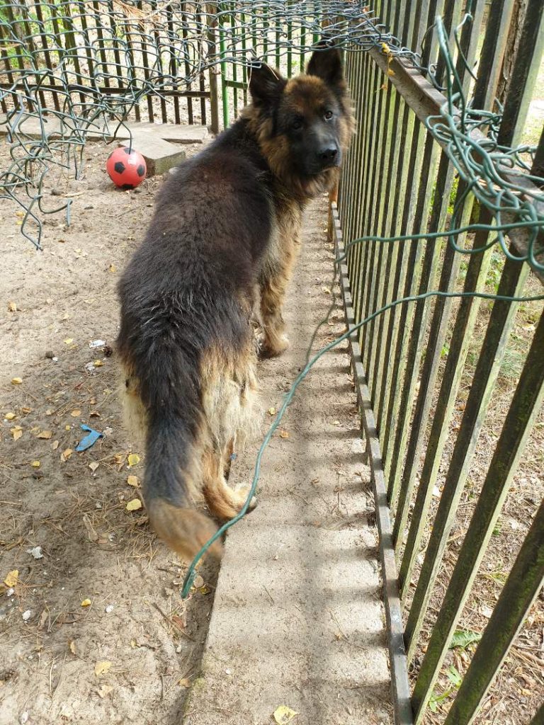 Owczarek niemiecki poszukuje właściciela