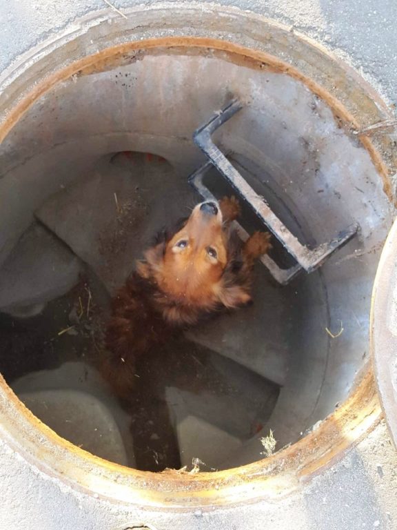 Uratowano psa uwięzionego w studzience