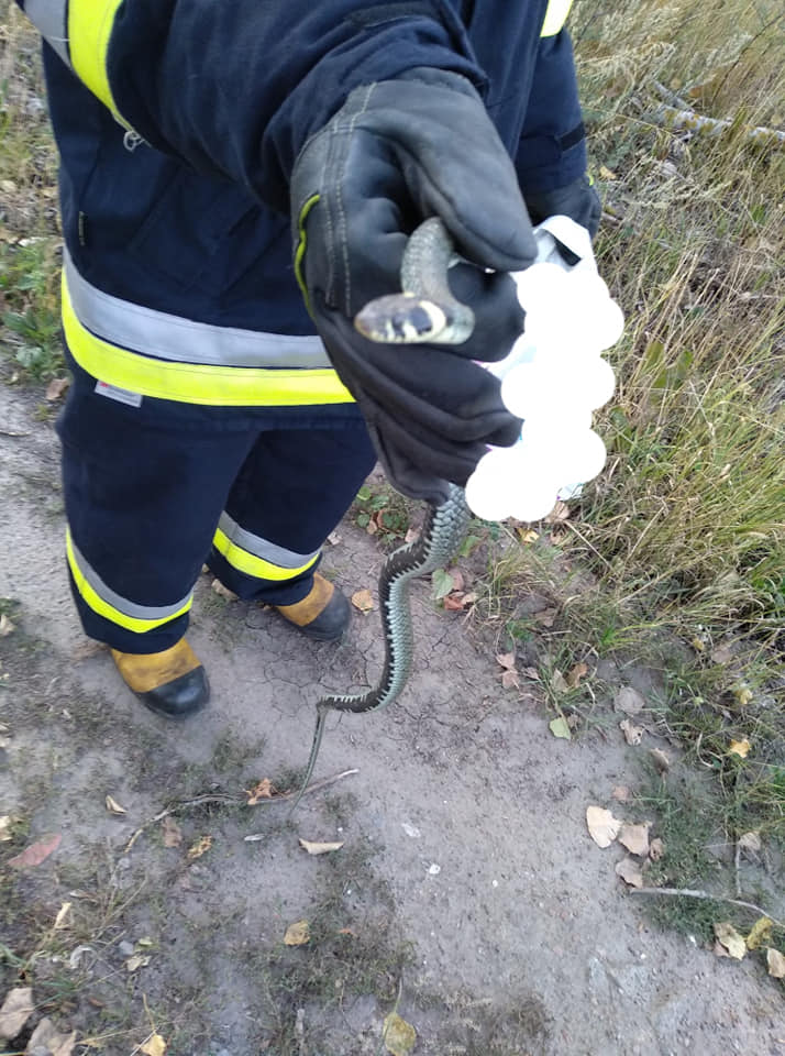 Strażacy przenieśli okazałego zaskrońca