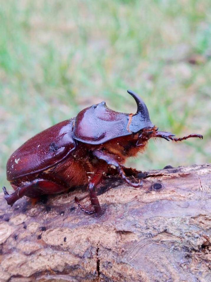 Chitynowy nosorożec