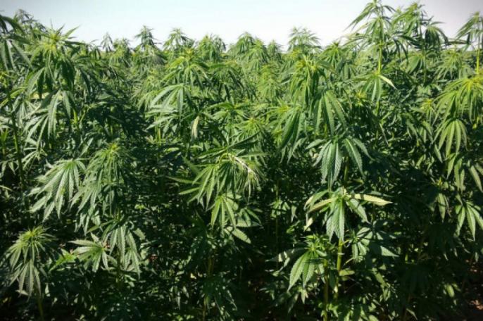 Policjanci na działce rekreacyjnej znaleźli narkotyki