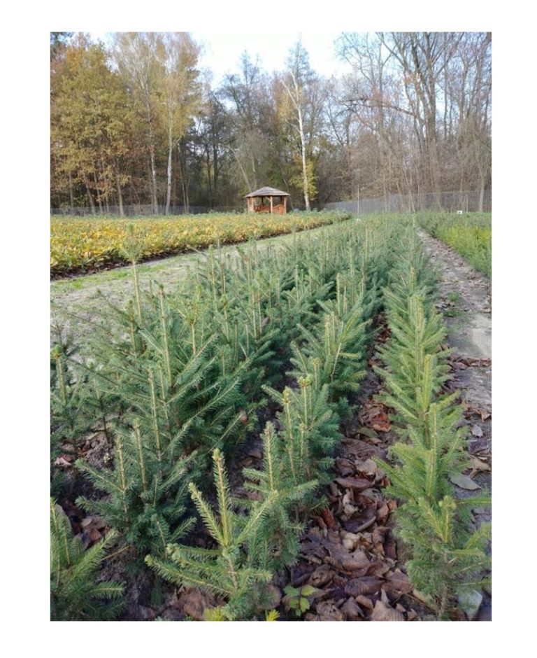 Po sadzonkę do Nadleśnictwa Turek