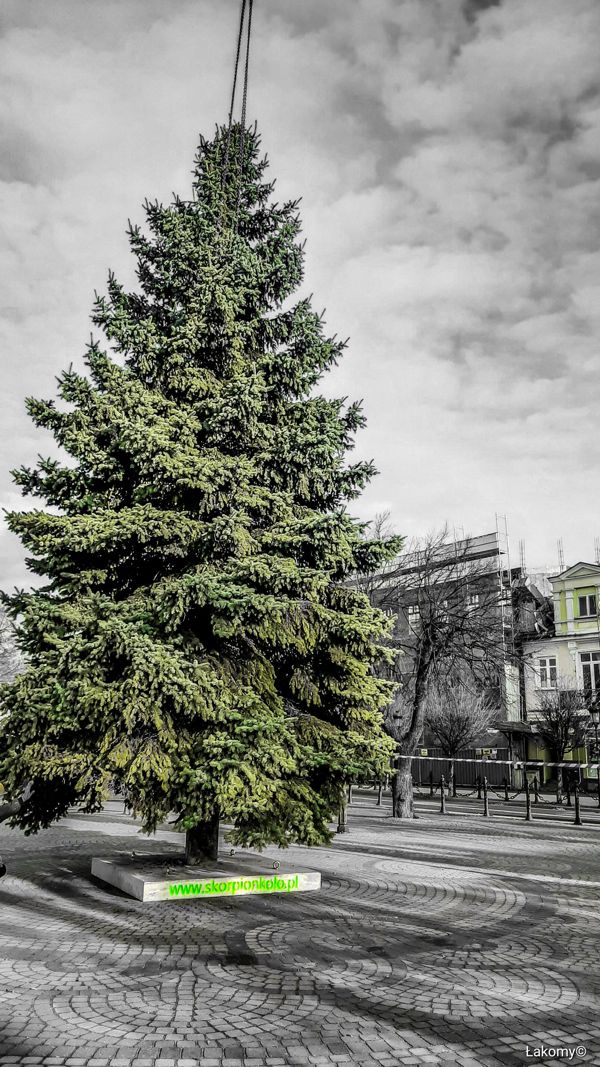 Tradycyjnie  przed Ratuszem, stanęła choinka…