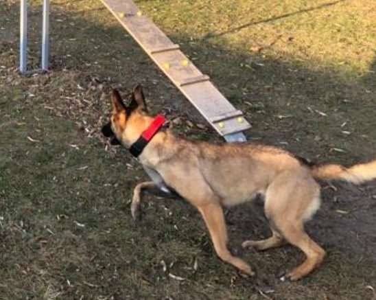 Mika wykryła narkotyki na dwóch posesjach