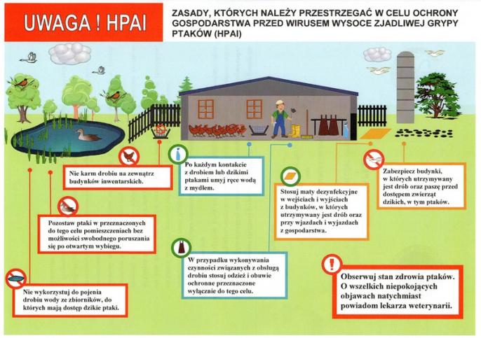 Uwaga! Ptasia grypa!