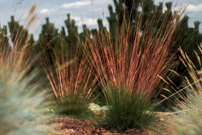 Trawa z Lądu bierze udział w konkursie Targów GARDENIA