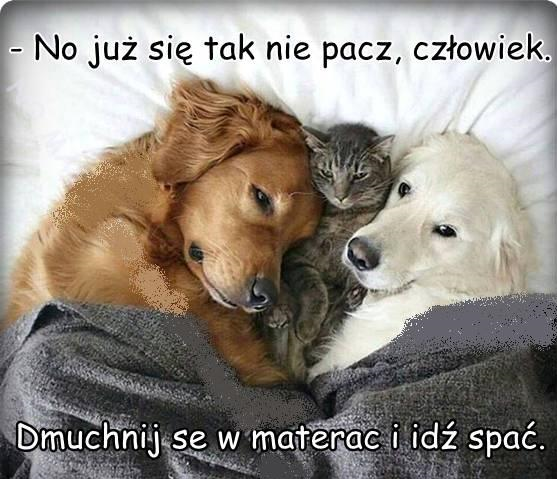 17 lutego – Światowy Dzień Kota