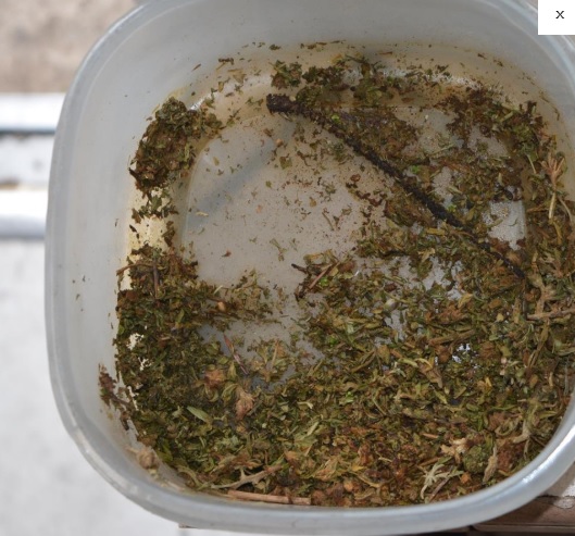 POSIADAŁ BLISKO 400 GRAMÓW MARIHUANY W DOMU