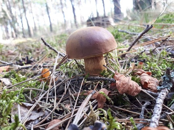 GRZYBIARZE – APEL O ROZWAGĘ