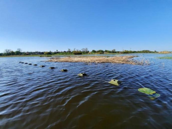 To nie kłusownicy, to ornitolodzy