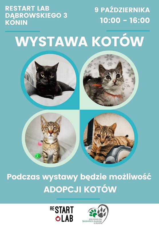 Wystawa kotów nierasowych w Restart Labie