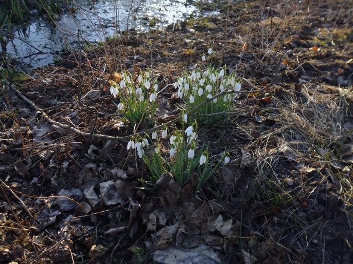 Kronikarz z Wyszyny wytropił trochę Wiosny…