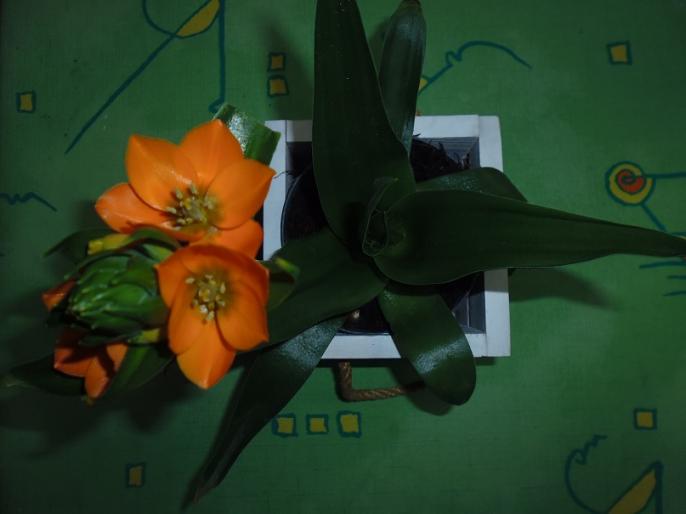 Kronikarz z Wyszyny i jego wiersz na Dzień Kobiet